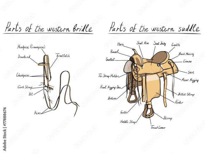 Parts of a bridle and saddle