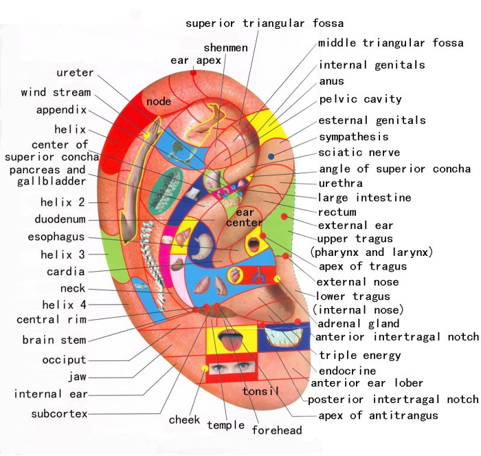 Reflexology massage foot hand hands chart self ear much