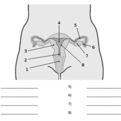 Reproductive ncert biology fallopian farm8 markcritz anterior gcse oviduct