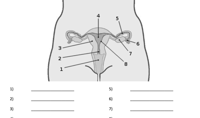 Reproductive ncert biology fallopian farm8 markcritz anterior gcse oviduct