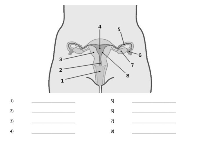 Reproductive ncert biology fallopian farm8 markcritz anterior gcse oviduct