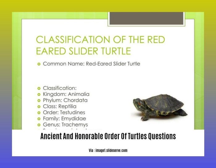 Ancient honorable order of turtles