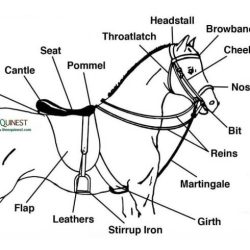 Saddle tack vocabulary eslbuzz pferd bridle equestrian anatomy westernsattel pferde genial saddles caballo pins