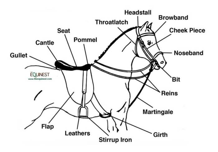 Saddle tack vocabulary eslbuzz pferd bridle equestrian anatomy westernsattel pferde genial saddles caballo pins