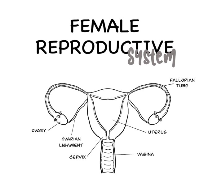 Female reproductive system labeling quiz