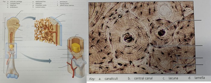 Review sheet exercise 9 the axial skeleton