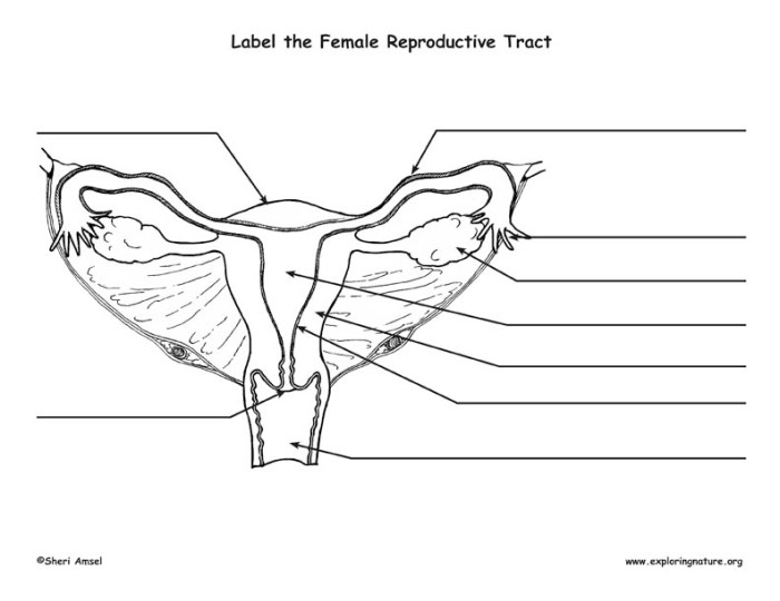 Female reproductive system labeling quiz