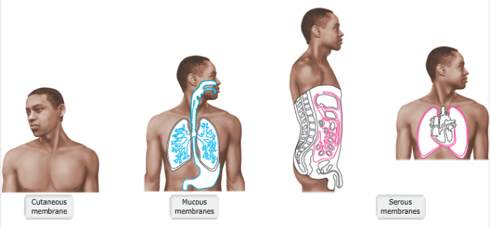 Drag the labels onto the four types of tissue membranes.