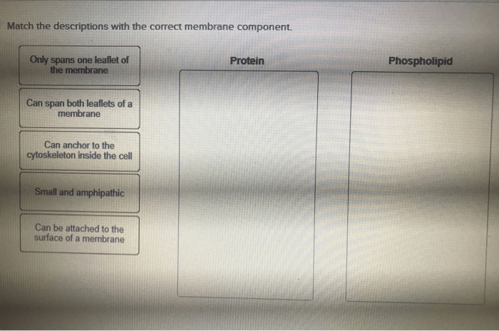 Match the descriptions with the correct membrane component