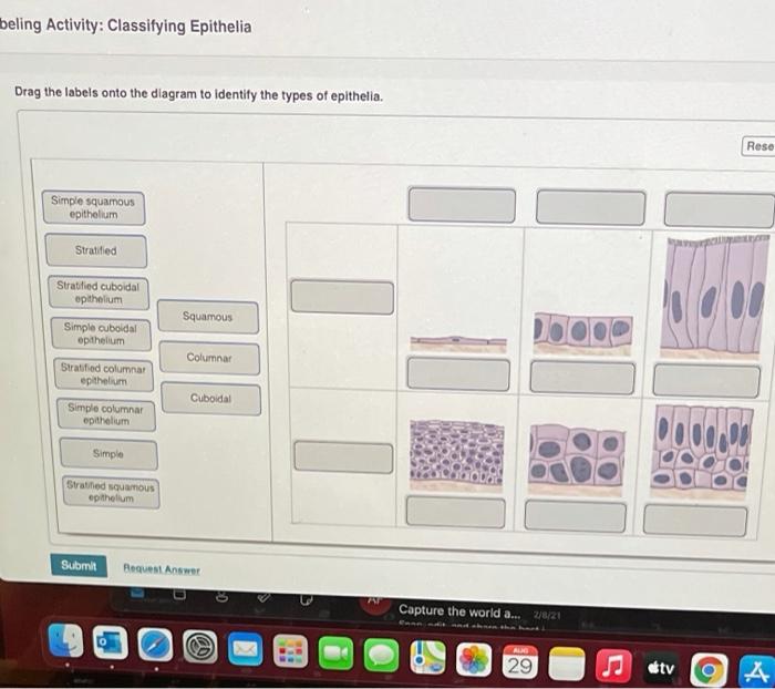 Drag the labels onto the four types of tissue membranes.