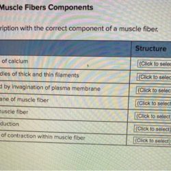 Structure correct cellular