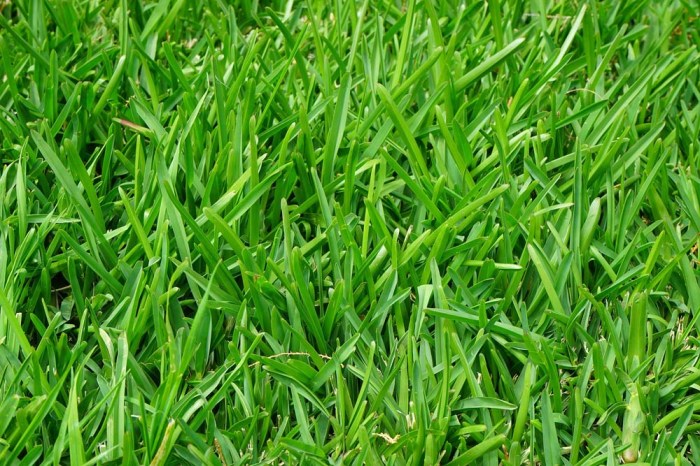 Tall fescue has greater heat resistance than kentucky bluegrass