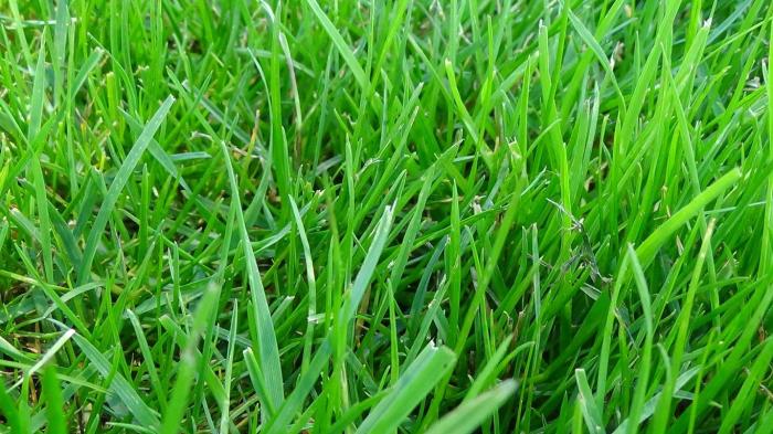 Kentucky fescue tall bluegrass vs grass lawn type