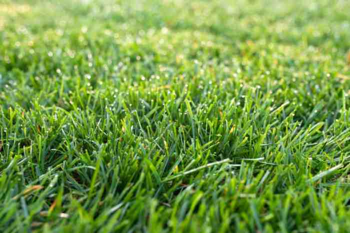 Tall fescue has greater heat resistance than kentucky bluegrass